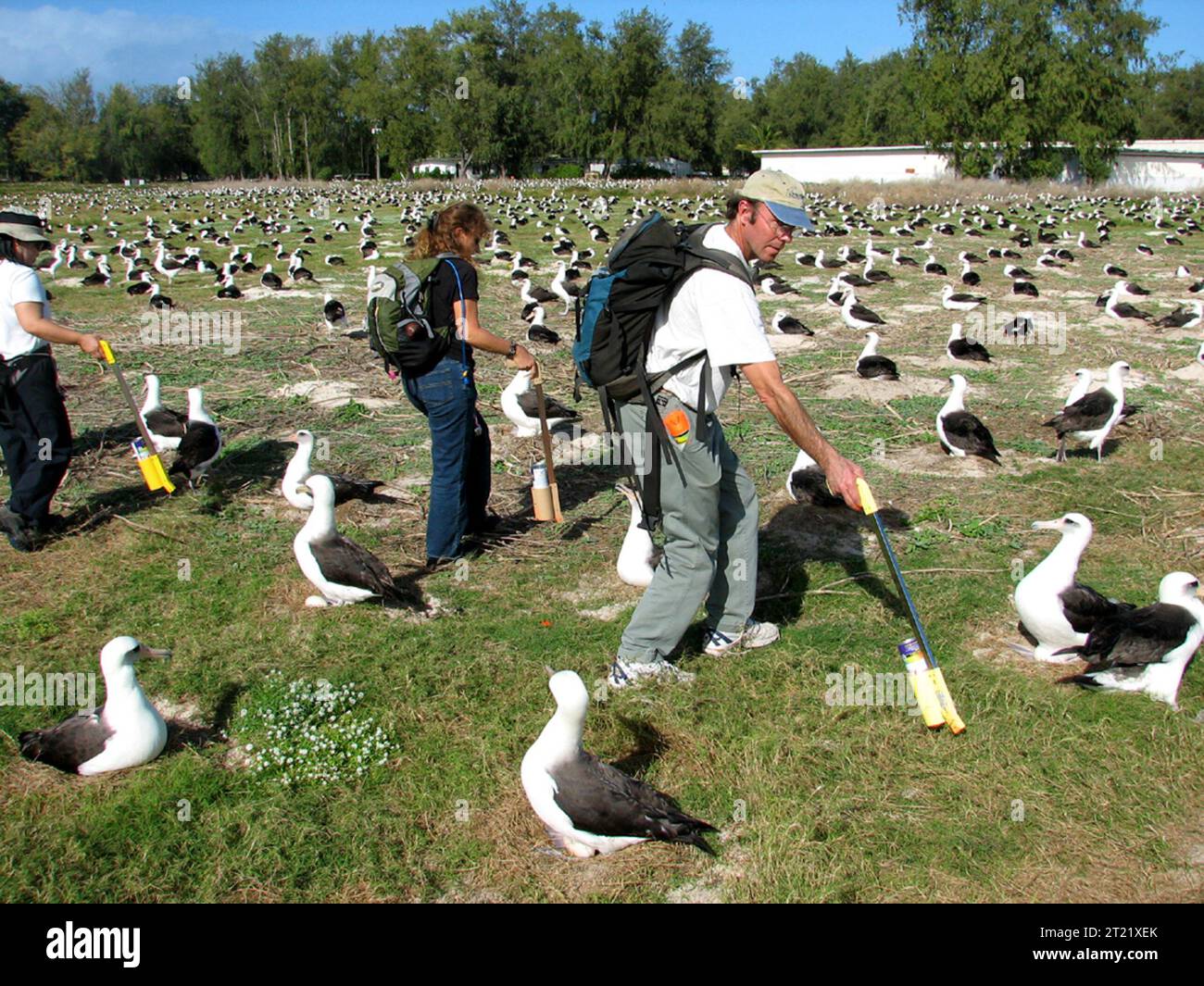I biologi conducono indagini sull'isola di Sand, atollo Midway, per monitorare la popolazione di albatross Laysan. Questi uccelli sono studiati attentamente per aiutarli nella loro conservazione, garantendo la salute delle specie negli habitat protetti dell’isola. Foto Stock