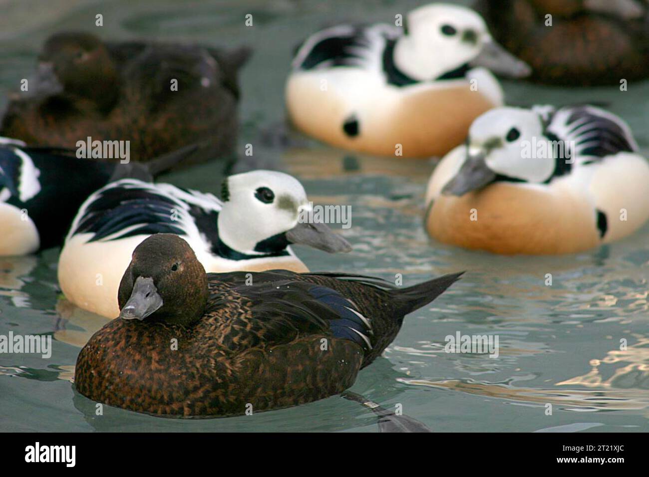 In questa immagine, gli edri di Steller sono mostrati nel loro habitat costiero. I maschi, con il loro distintivo piumaggio bianco e nero, contrastano con le femmine marroni più deboli. Foto Stock