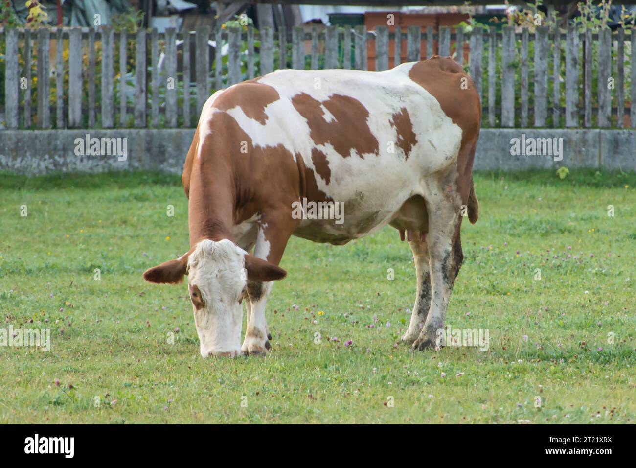 Una scena idilliaca di una mucca marrone e bianca che pascolava in un prato verde lussureggiante Foto Stock