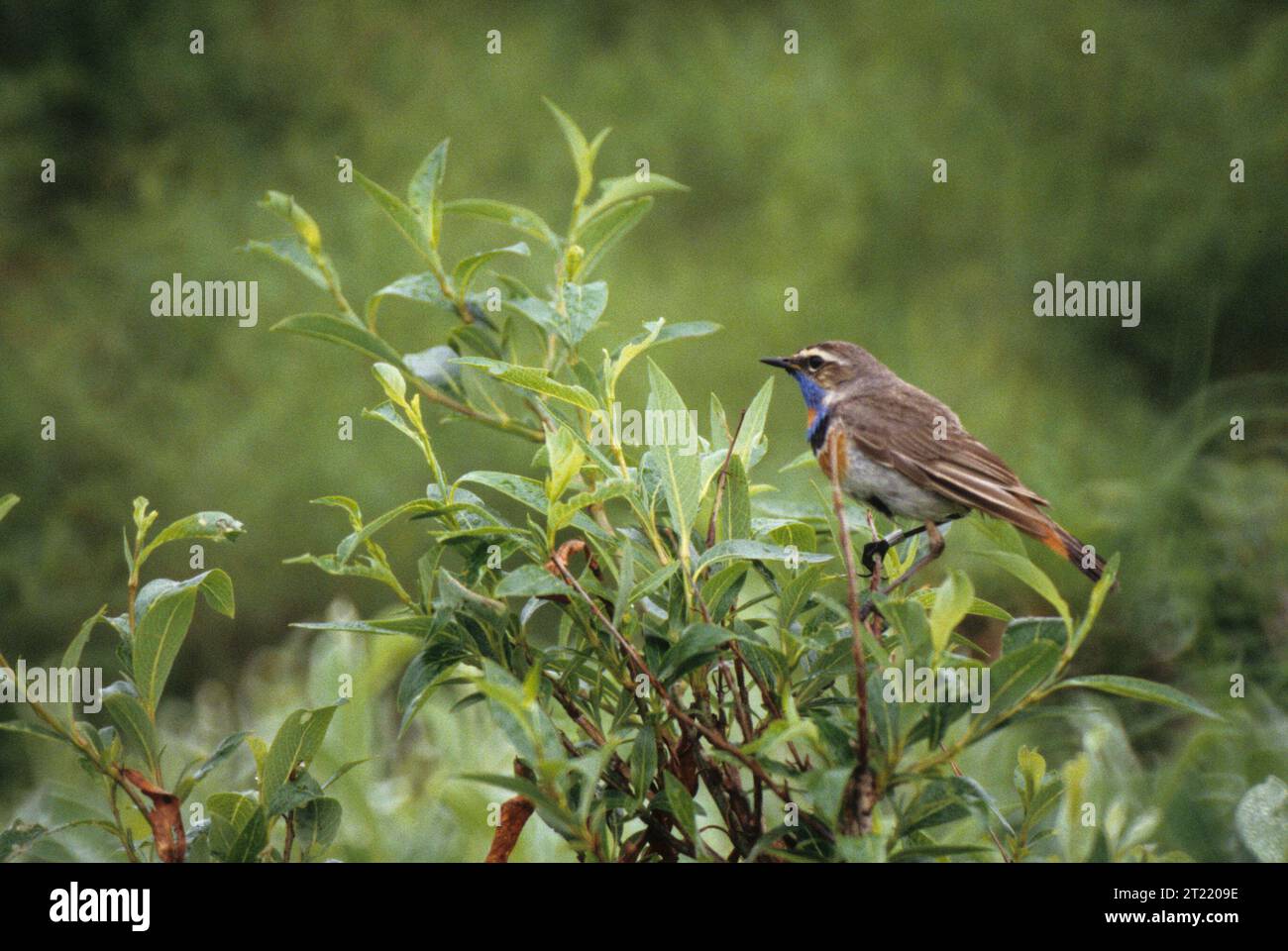 Il Bluethroat è uno dei membri più piccoli della famiglia Thrush, con una lunghezza di 5,5 (14 cm) pollici. Il colorato motivo della gola blu distingue questo maschio da altre specie. I nidi si trovano sulla tundra in un boschetto vicino all'acqua. Il Blue. Soggetti: Uccelli; Bluethroats; Yukon Delta National Wildlife Refuge; Alaska. . 1998 - 2011. Foto Stock