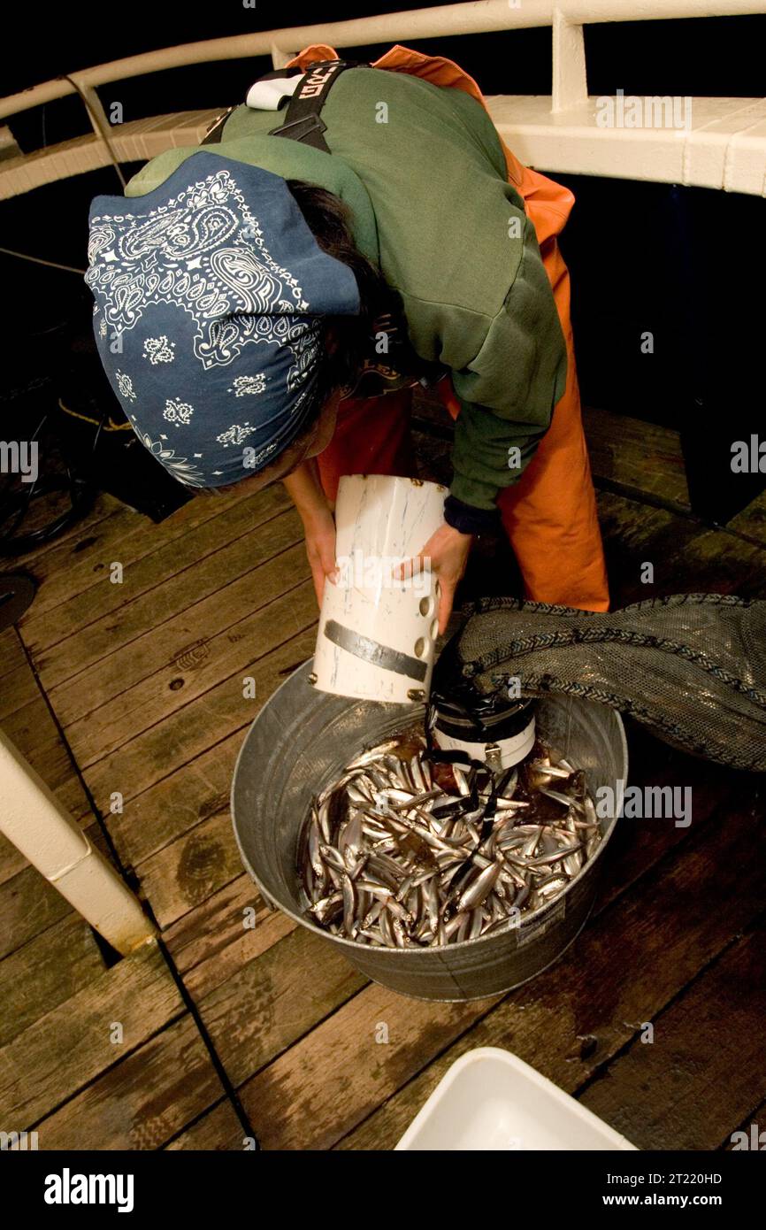 Gli studi sul pesce foraggio nelle Isole Shumagin nel corso del 2006 sono stati condotti per analizzare le popolazioni di specie marine e la salute degli ecosistemi nell'Alaska Maritime National Wildlife Refuge. Foto Stock