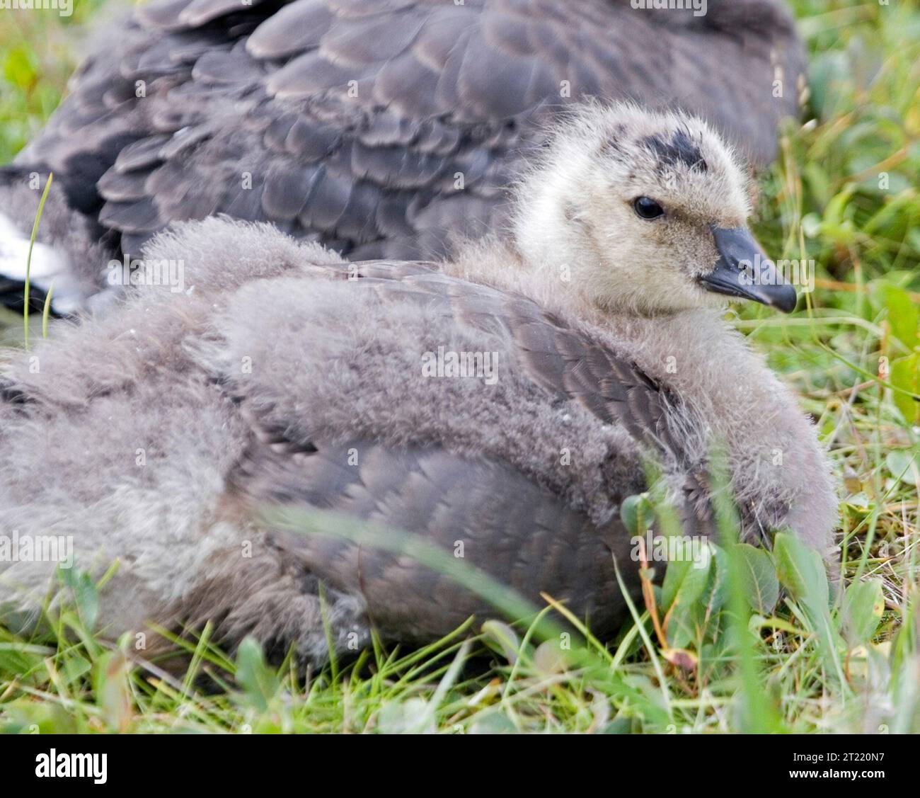 Vista ravvicinata di un'oca canadese che suona al Yukon Delta National Wildlife Refuge in Alaska, parte di una popolazione riproduttiva nell'habitat delle zone umide. Foto Stock