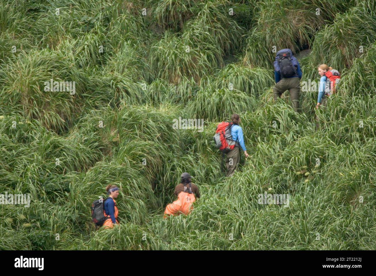 Un equipaggio dello U.S. Fish and Wildlife Service esplora ripide scogliere sull'isola di Ulak nelle Aleutine, alla ricerca di tane di uccelli marini all'interno dell'Alaska Maritime National Wildlife Refuge. Foto Stock