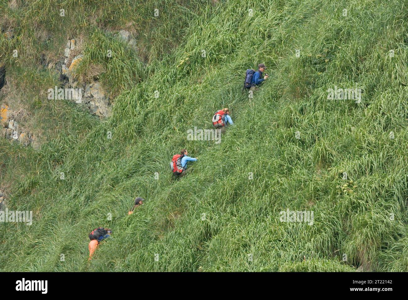 I ricercatori dell'isola di Ulak nelle isole Delarof, parte della catena delle Aleutine, studiano le colonie di uccelli marini e le condizioni di habitat per l'Alaska Maritime National Wildlife Refuge. Foto Stock