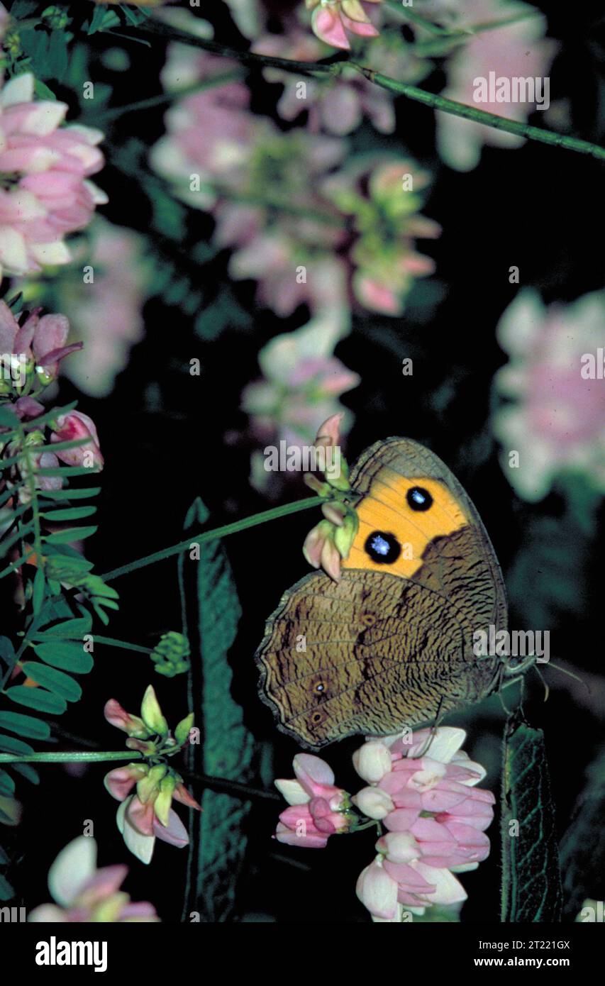 Vista laterale della farfalla Common Wood Nymph che mostra le sue ali marroni con aree gialle e due cerchi neri con centro blu. Questa farfalla si trova comunemente nelle aree boschive. Foto Stock