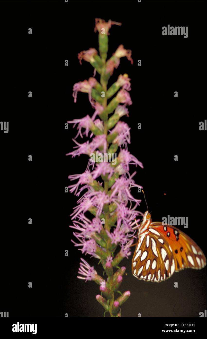 Una farfalla della Fritillaria del Golfo con ali arancioni e bianche si appoggia su una densa stella luminosa che fiorisce con le ali chiuse. Foto Stock