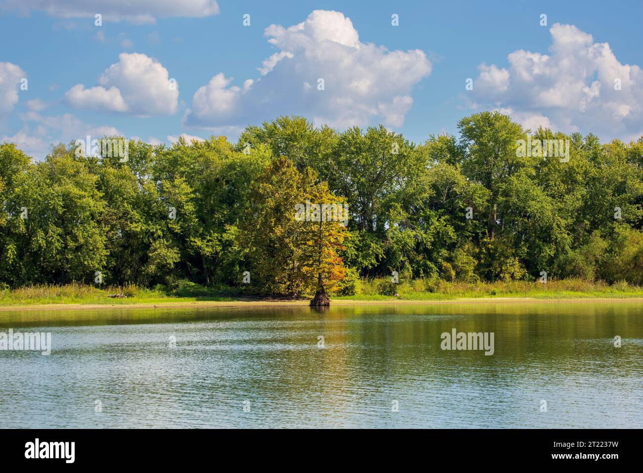 I cipressi calvi stanno cambiando colore in autunno sul fiume Tennessee. L'acqua è stata abbassata alla piscina invernale Foto Stock