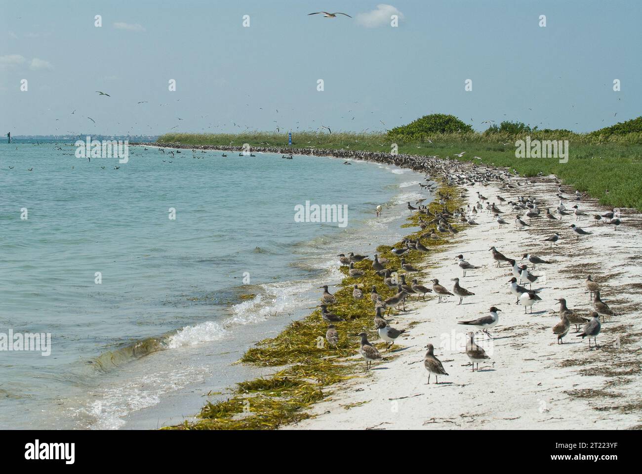 Numerosi uccelli costieri nidificano presso la riserva naturale Egmont Key National Wildlife Refuge in Florida. Il rifugio offre aree critiche per nidificare e nutrire una varietà di specie di shorebird che prosperano negli ambienti costieri e nelle spiagge sabbiose. Foto Stock