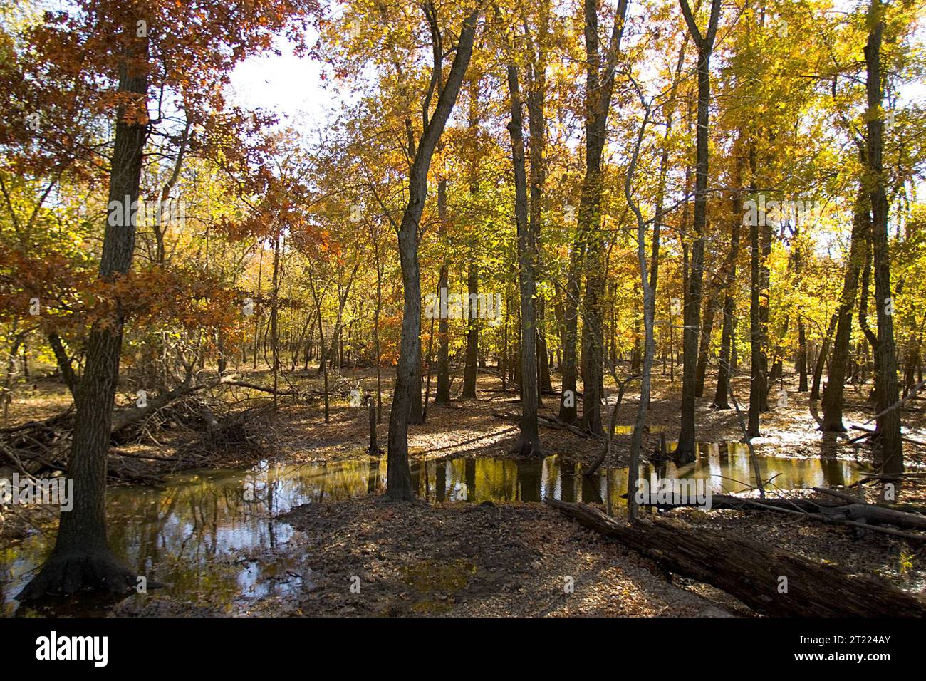 Alberi autunnali in una zona boschiva con acqua stagnante in punti bassi. Questa scena al Swan Lake National Wildlife Refuge mette in evidenza gli ecosistemi delle zone umide che forniscono habitat a diverse specie vegetali e animali, specialmente durante la stagione autunnale. Foto Stock