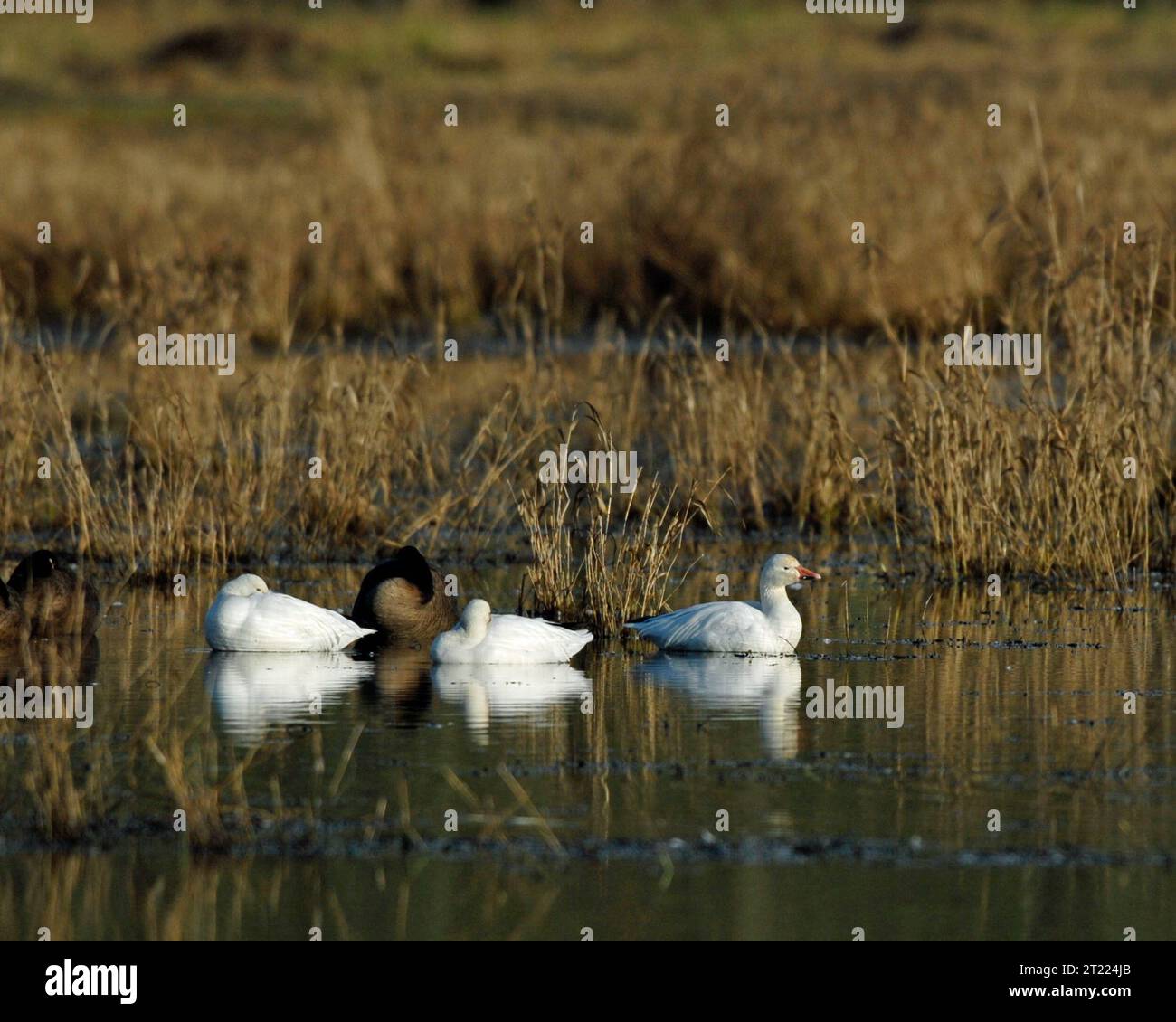 Riposa le oche della neve al William L. Finley National Wildlife Refuge in Oregon, radunata in zone umide e praterie aperte durante la migrazione. Foto Stock