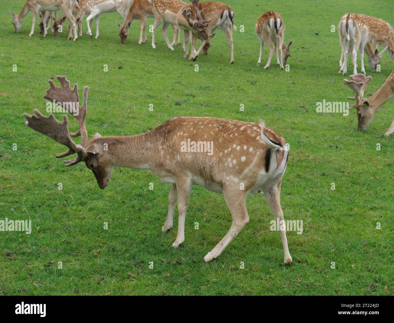 Daino su un pascolo verde a Prideaux Place, Padstow, Cornovaglia, Inghilterra Foto Stock