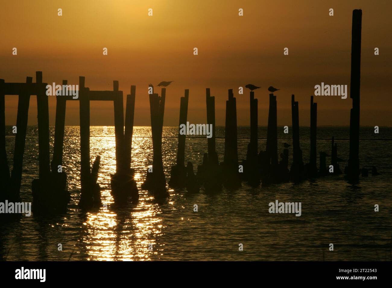 Il sole del tramonto si riflette sull'oceano al St. Marks National Wildlife Refuge, con uccelli arroccati su pali che si affacciano sul paesaggio panoramico. Questo momento mette in evidenza il ruolo del rifugio nel preservare gli ambienti costieri. Foto Stock
