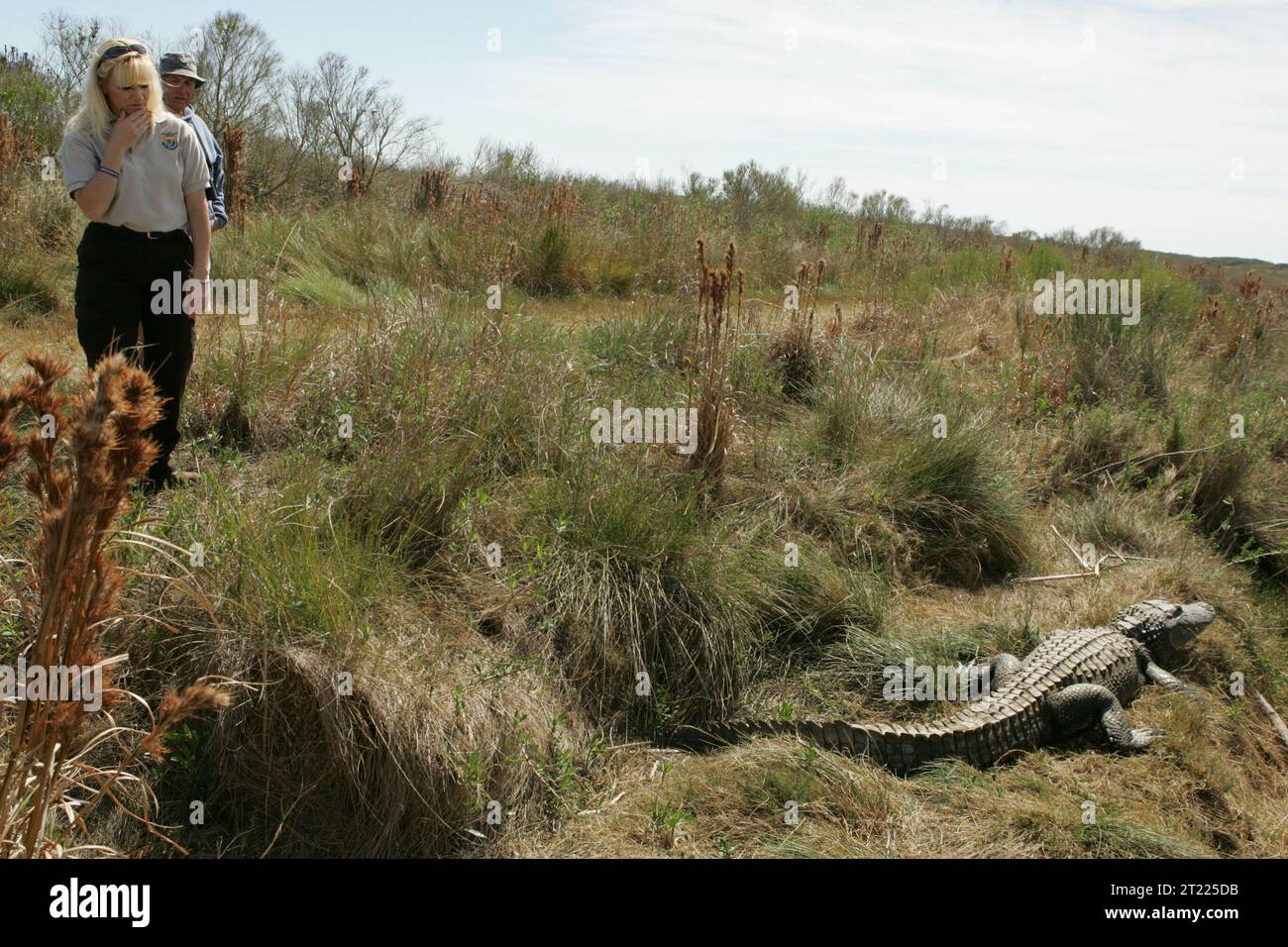 Un dipendente dello U.S. Fish and Wildlife Service condivide un momento memorabile con un visitatore e un alligatore presso l'Aransas National Wildlife Refuge, mettendo in contatto le persone con la natura e imparando a conoscere le specie in via di estinzione. Foto Stock