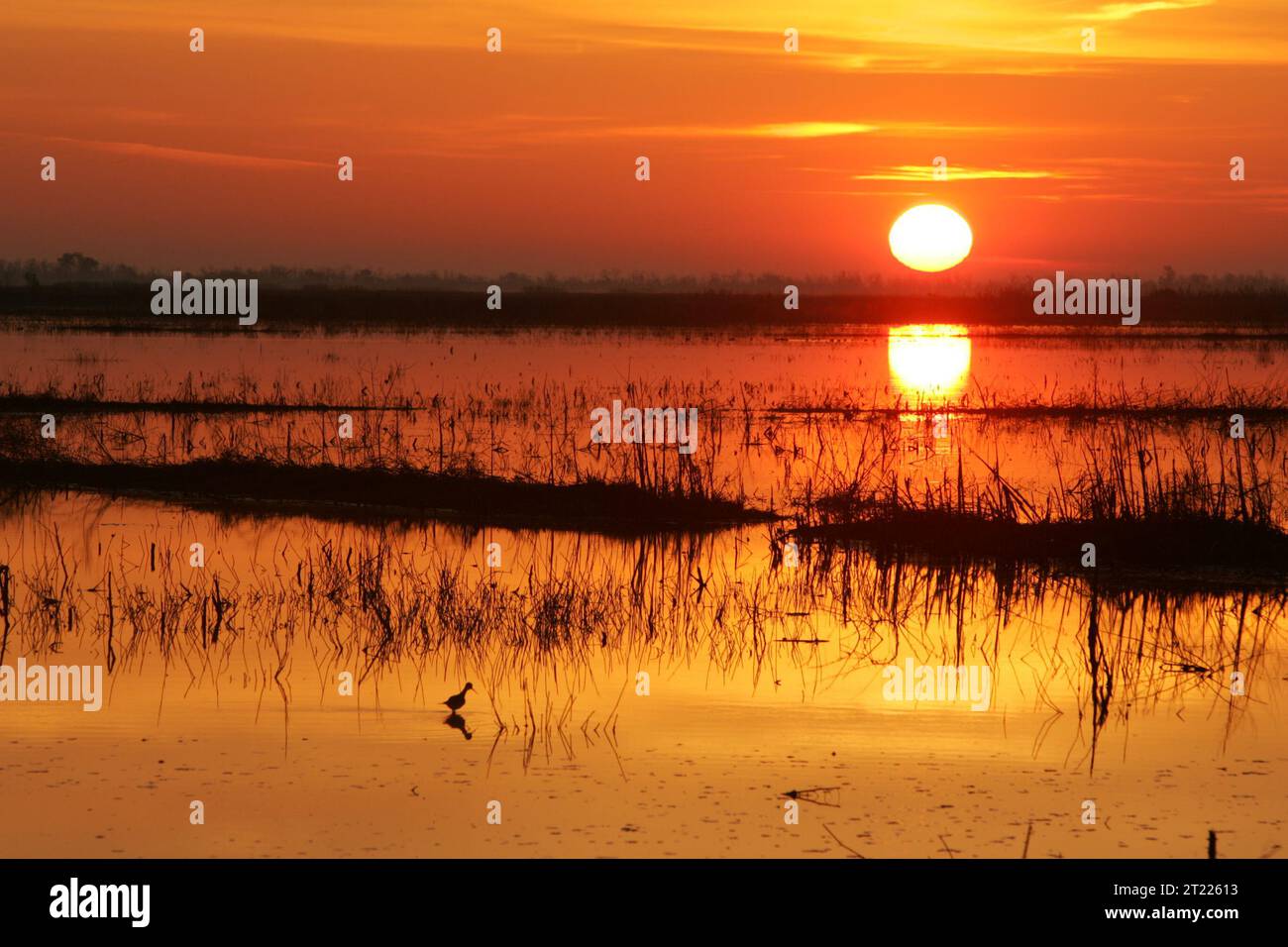 Un'alba mozzafiato sul paesaggio del Cameron Prairie National Wildlife Refuge in Louisiana. Il sole nascente proietta una calda luce sulle paludi, offrendo un momento ideale per osservare la fauna selvatica. Foto Stock