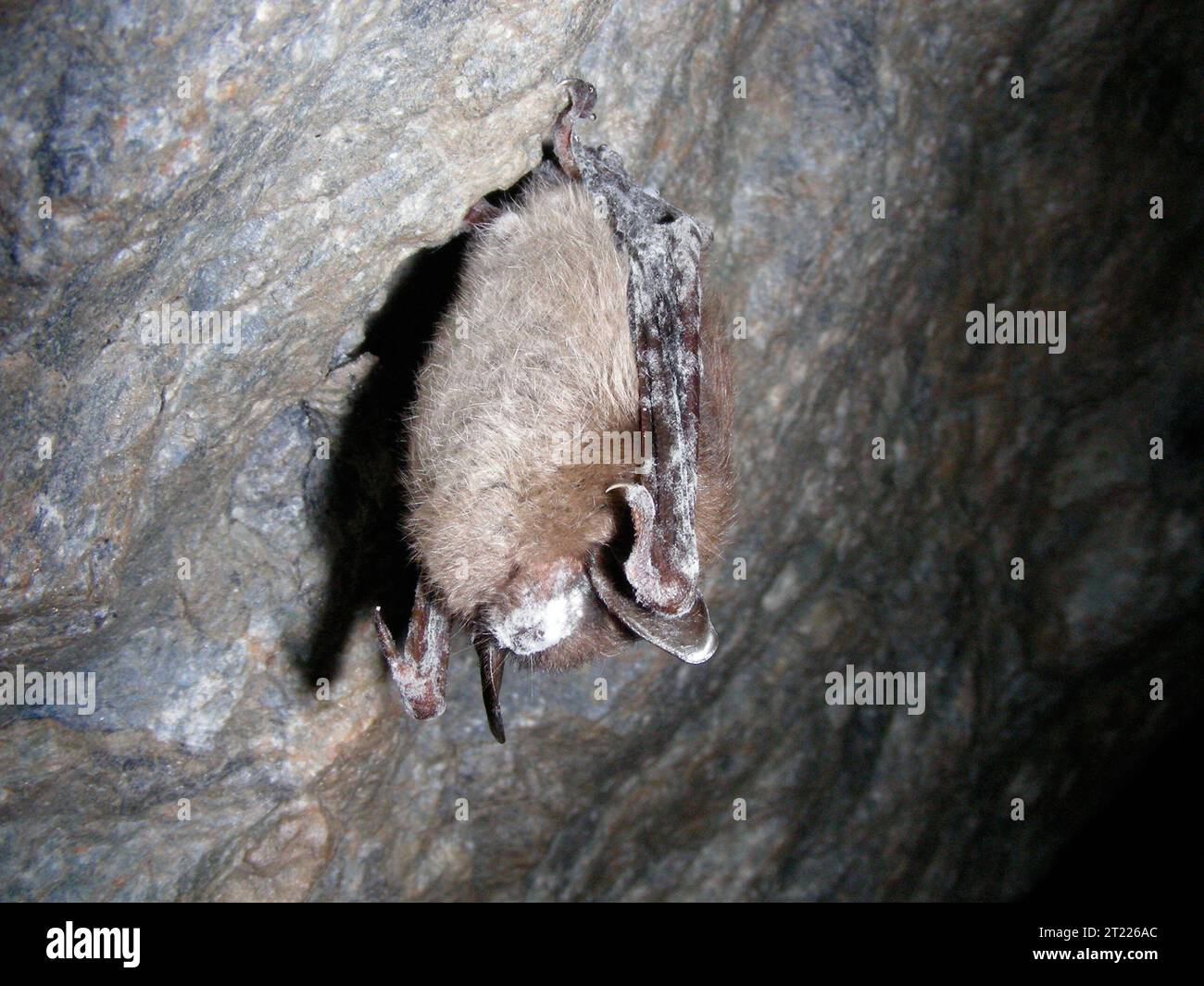 Pipistrello marrone che mostra la sindrome del naso bianco scoperto alla miniera di Greeley a Stockbridge, Vermont. Soggetti: Pipistrelli; mammiferi; grotte; malattie. Località: Vermont. Foto Stock