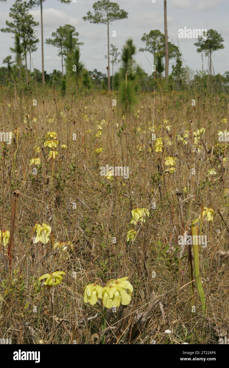 Le savane di pino sono comunità di piante aperte, quasi senza alberi e dipendenti dal fuoco dominate da una copertura ben sviluppata del terreno e da alcuni arbusti a bassa crescita con solo alberi sparsi. Il rifugio e' di circa 5216 acri di savana di pini. L'originale presettlement vegetati. Soggetti: Alberi; conservazione degli habitat; rifugi faunistici. Ubicazione: Mississippi. Fish and Wildlife Service Site: MISSISSIPPI SANDHILL CRANE NATIONAL WILDLIFE REFUGE. . 1998 - 2011. Foto Stock