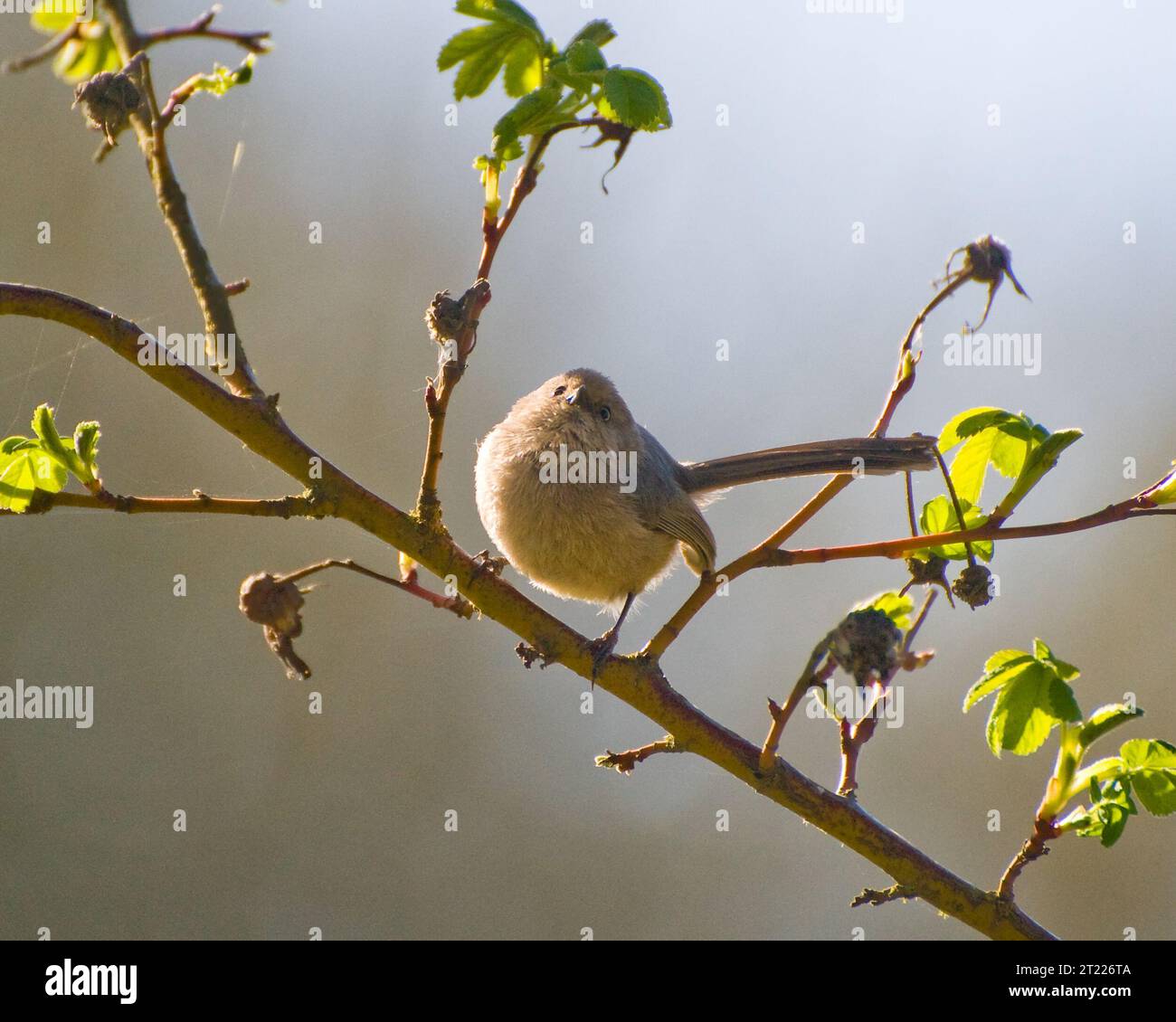 Un Bushtit arroccato al William L. Finley National Wildlife Refuge in Oregon, una delle molte specie di uccelli che popolano i diversi ecosistemi del rifugio. Foto Stock