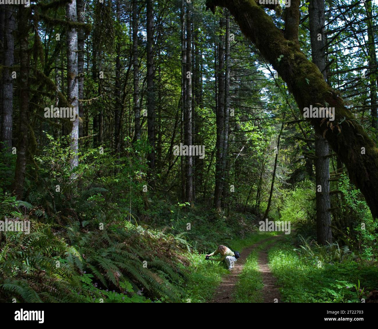 Il Mill Hill Trail presso il William L. Finley National Wildlife Refuge, Oregon, attraversa un fitto habitat forestale, con vista sulla vegetazione e sulla fauna selvatiche autoctone. Foto Stock