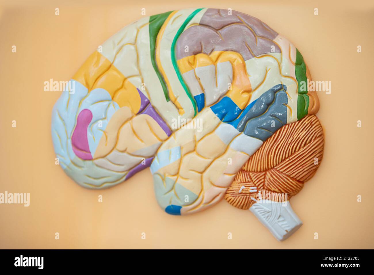 Modello del cervello umano per l'insegnamento nella classe medica. La struttura del cervello. Foto Stock