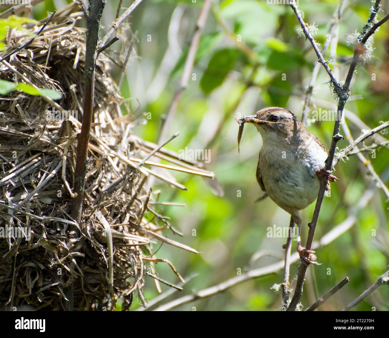 Una palude wren offre cibo al suo nido al William L. Finley National Wildlife Refuge, Oregon. Questo piccolo uccello si trova spesso nelle zone umide dove costruisce il suo nido in una fitta vegetazione. Foto Stock
