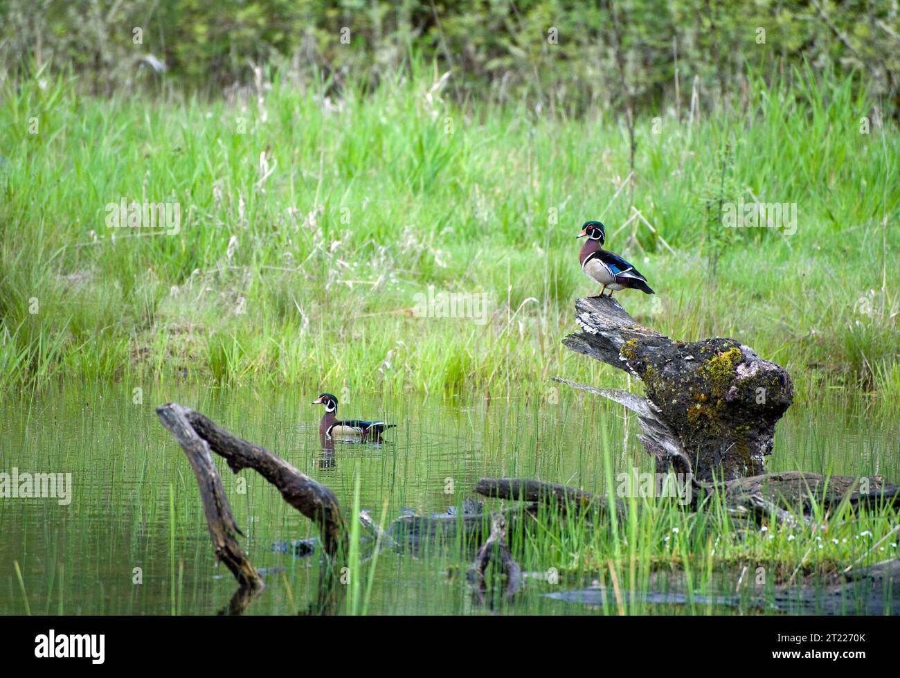 Un paio di anatre di legno maschi si trovano nelle acque del William L. Finley National Wildlife Refuge in Oregon. Questa colorata specie di uccelli acquatici è conosciuta per il suo piumaggio caratteristico. Foto Stock