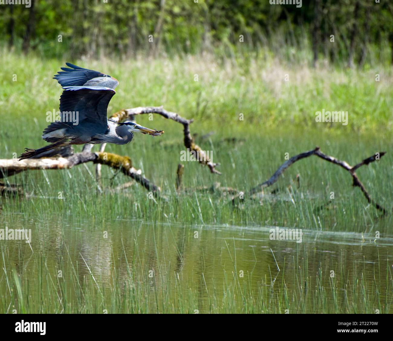 Un grande airone blu vola via con il suo pescato al William L. Finley National Wildlife Refuge. Questi grandi uccelli da guado sono importanti per la salute degli ecosistemi acquatici, controllando le popolazioni di pesci e anfibi. Foto Stock