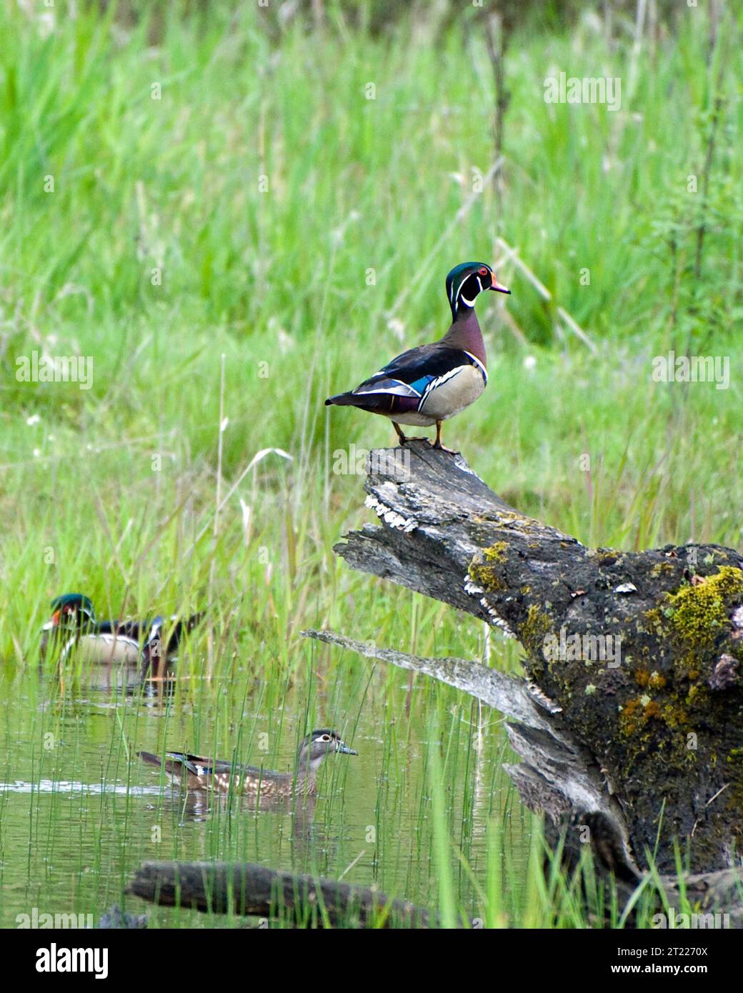 Un'anatra di legno poggia su un tronco al William L. Finley National Wildlife Refuge in Oregon. Note per il loro colorato piumaggio, le anatre di legno sono una specie iconica negli habitat delle zone umide. Foto Stock