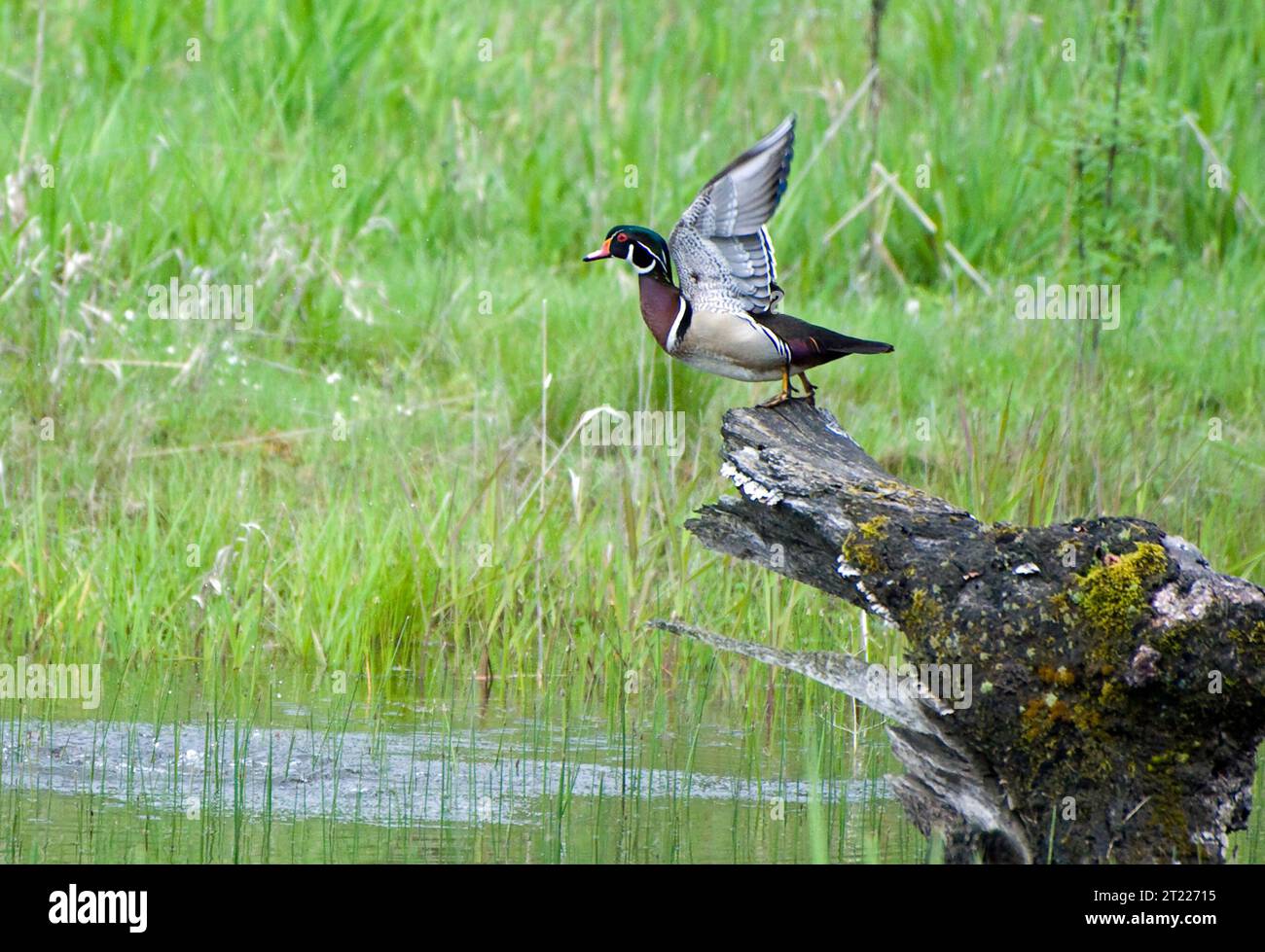 Un'anatra è pronta per il decollo al William L. Finley National Wildlife Refuge in Oregon. Questi splendidi uccelli acquatici si trovano spesso in paludi boscose e stagni. Foto Stock