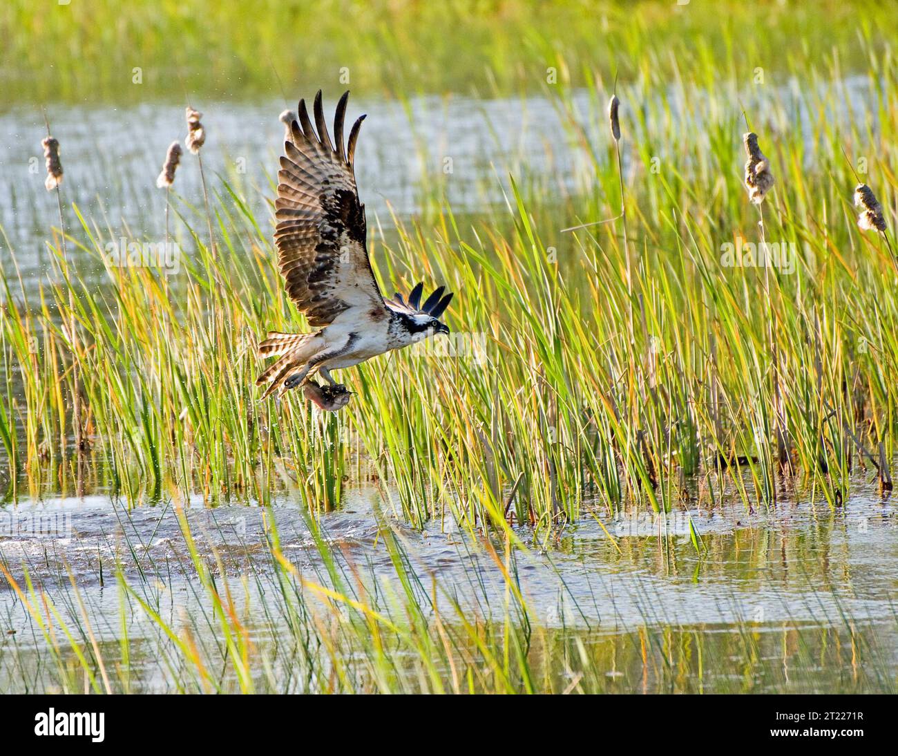 Un falco pescatore prende il volo con un pesce nei suoi taloni al William L. Finley National Wildlife Refuge in Oregon, mettendo in evidenza le abilità di caccia di questo rapace. Foto Stock