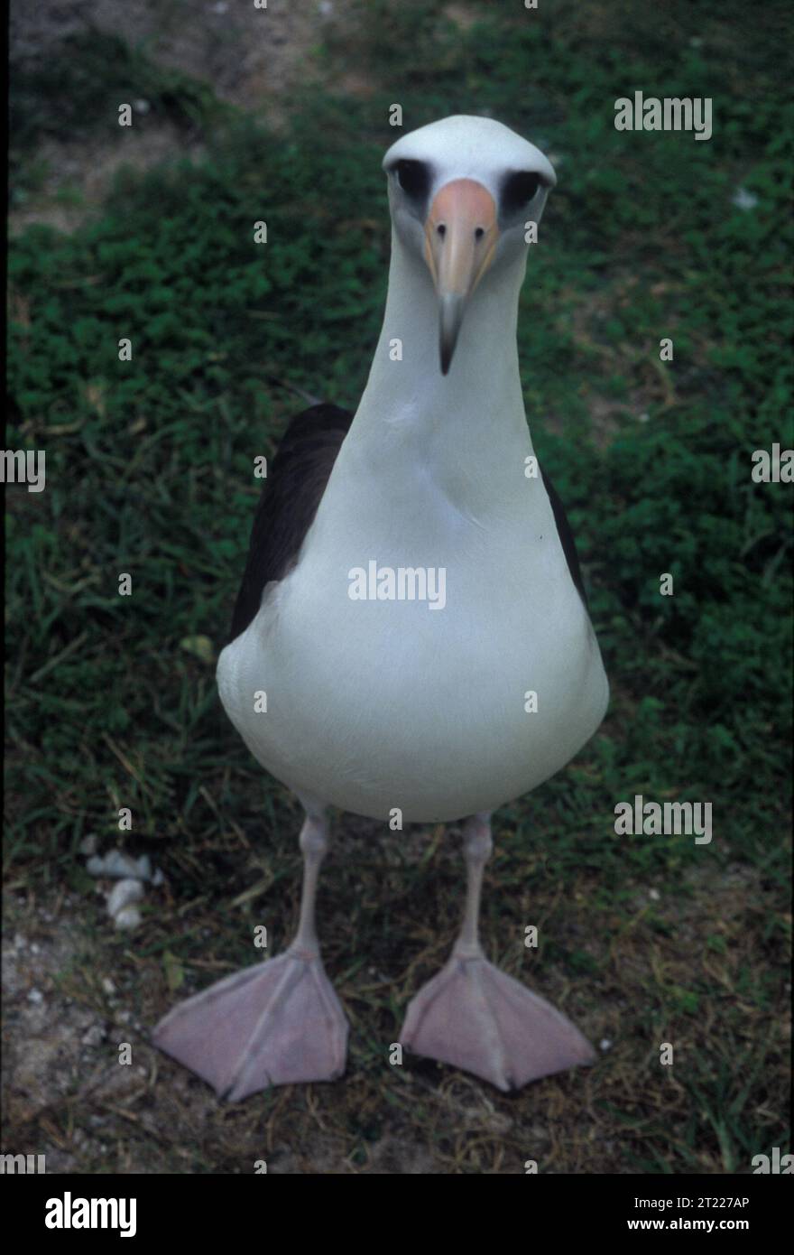 Un albatro laysan in piedi e fissato alla telecamera. Soggetti: Uccelli; uccelli marini. Località: Hawaii. Fish and Wildlife Service Site: RISERVA NATURALE NAZIONALE DELL'ATOLLO MIDWAY. . 1998 - 2011. Foto Stock