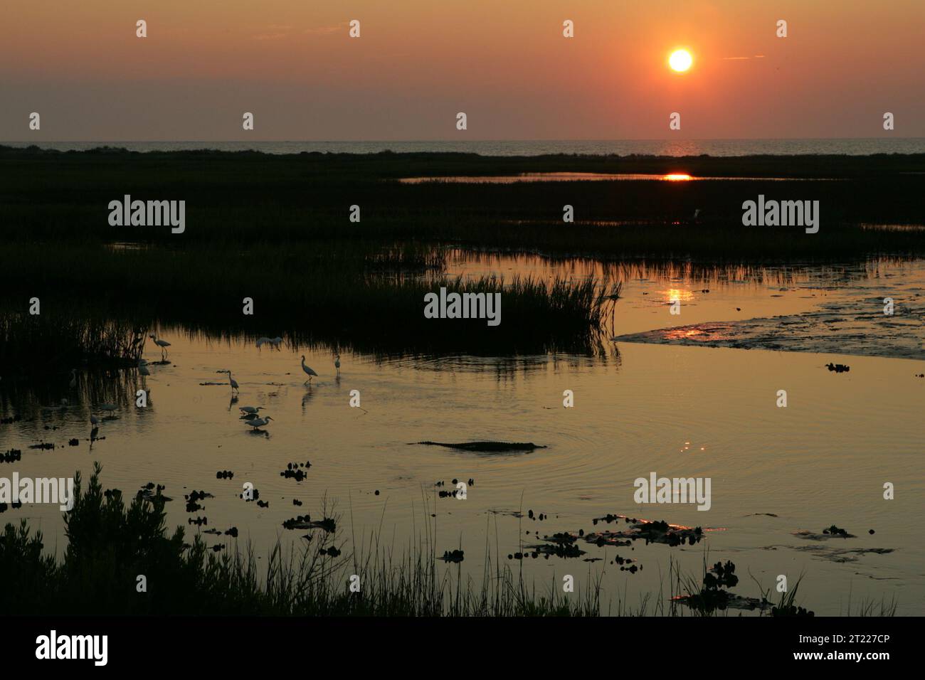 Il sole che tramonta getta un bagliore dorato sul Cape Romain National Wildlife Refuge, offrendo un momento tranquillo e pittoresco nel variegato ambiente costiero del rifugio. Foto Stock