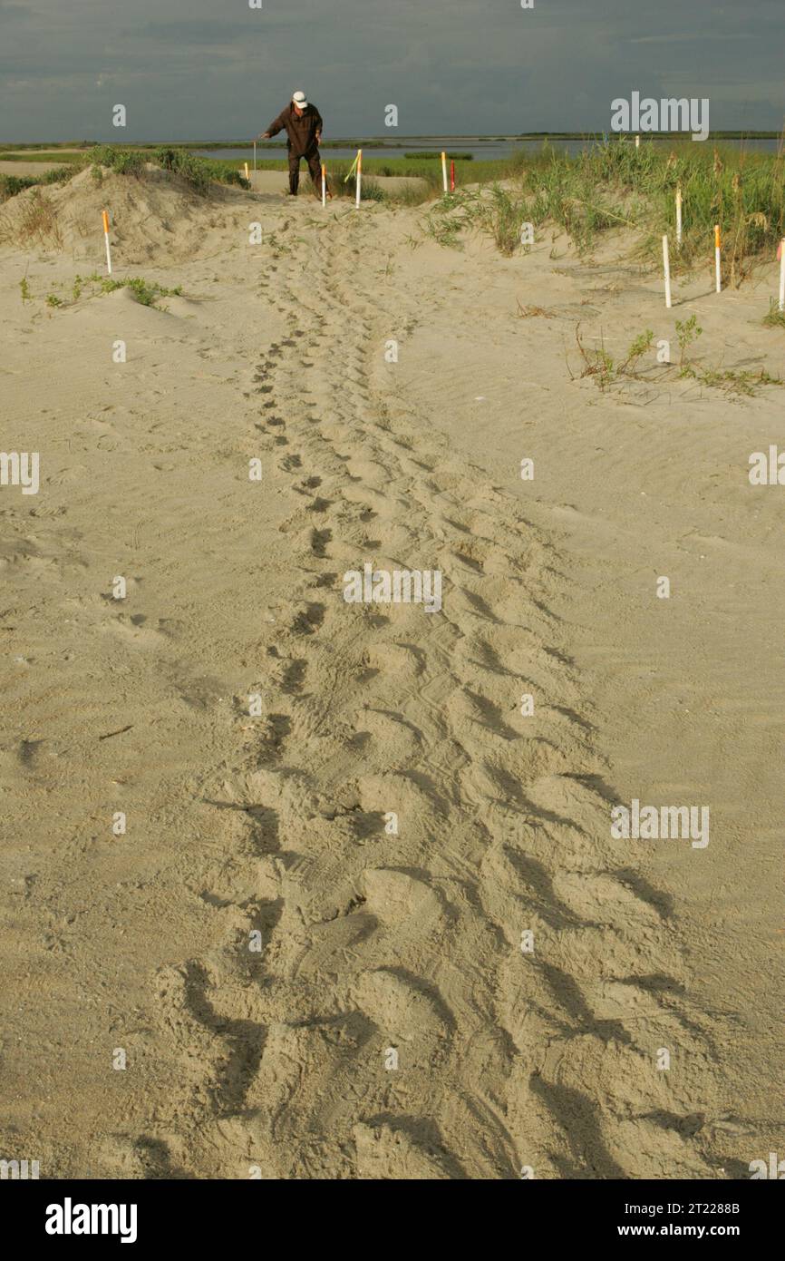 Le tracce delle tartarughe conducono al sito di nidificazione dove una femmina di tartaruga deponeva le uova, indicando un'attività di nidificazione riuscita presso il Cape Romain National Wildlife Refuge in South Carolina. Foto Stock