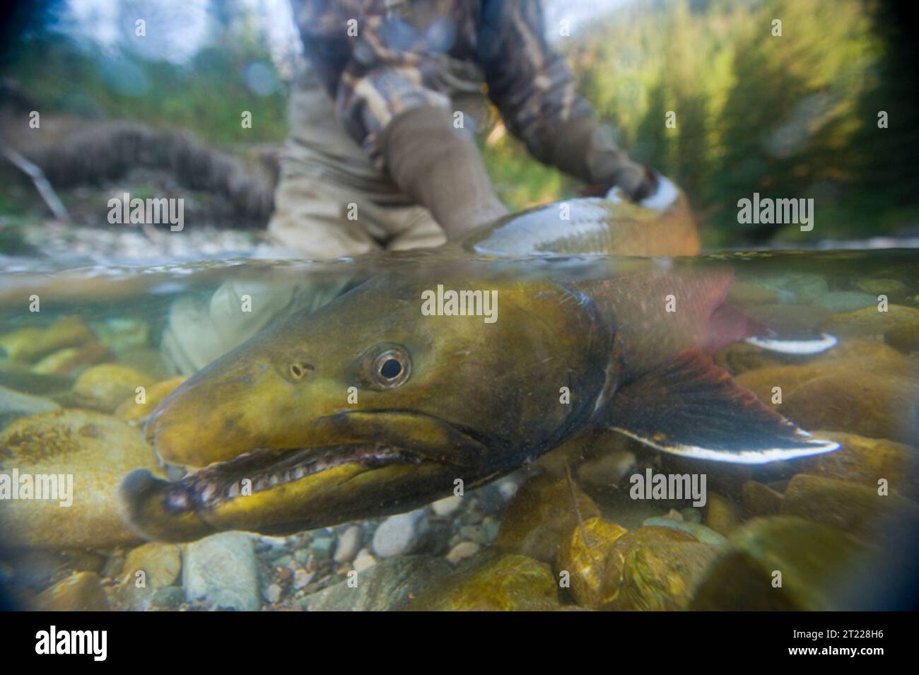 Le trote boe migrano attraverso Bighorn Creek nel drenaggio del fiume Wigwam nella Columbia Britannica, completando il loro viaggio transfrontaliero di riproduzione dal lago Koocanusa nel Montana. Foto Stock