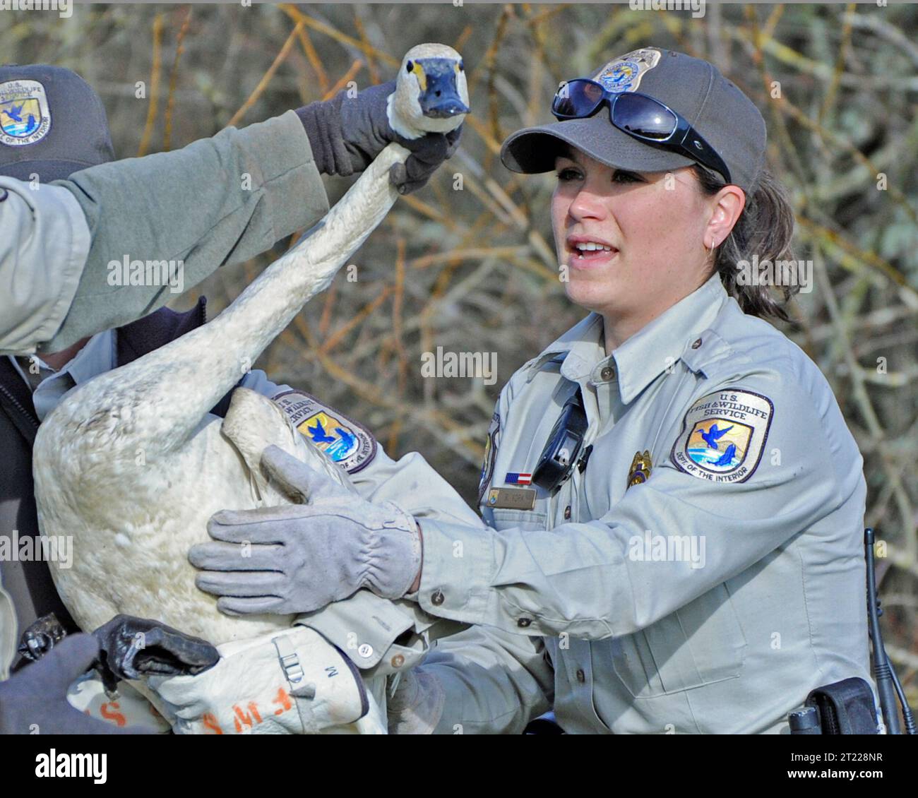 Un ufficiale dello U.S. Fish and Wildlife Service gestisce un cigno ferito al William L. Finley National Wildlife Refuge in Oregon come parte dei compiti di protezione e salvataggio della fauna selvatica. Foto Stock