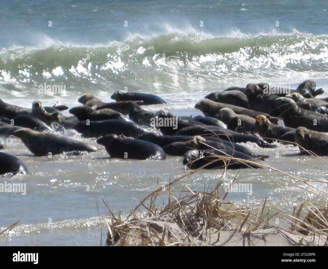 Le foche si radunano sulle rive dell'isola South Monomoy all'interno del Eastern Massachusetts National Wildlife Refuge Complex. Questa area protetta funge da habitat critico per i mammiferi marini, soprattutto durante la stagione riproduttiva. Foto Stock