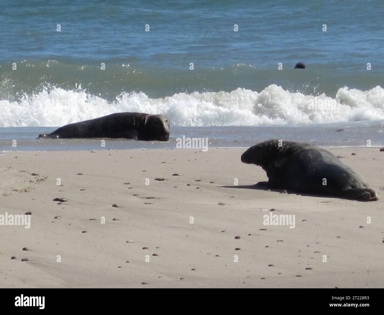 Due foche grigie riposano sulla spiaggia al Monomoy National Wildlife Refuge, Cape Cod. Il rifugio fornisce un'importante area di riposo e di riproduzione per questi mammiferi marini. Foto Stock