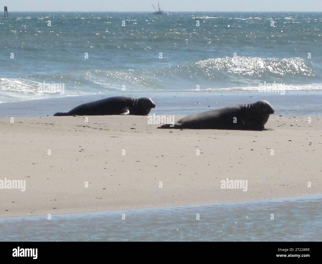 Due foche grigie riposano sulla spiaggia al Monomoy National Wildlife Refuge, situato a Cape Cod, Massachusetts. Il rifugio è un importante santuario per questi mammiferi marini, che si affidano alla spiaggia per riposarsi. Foto Stock