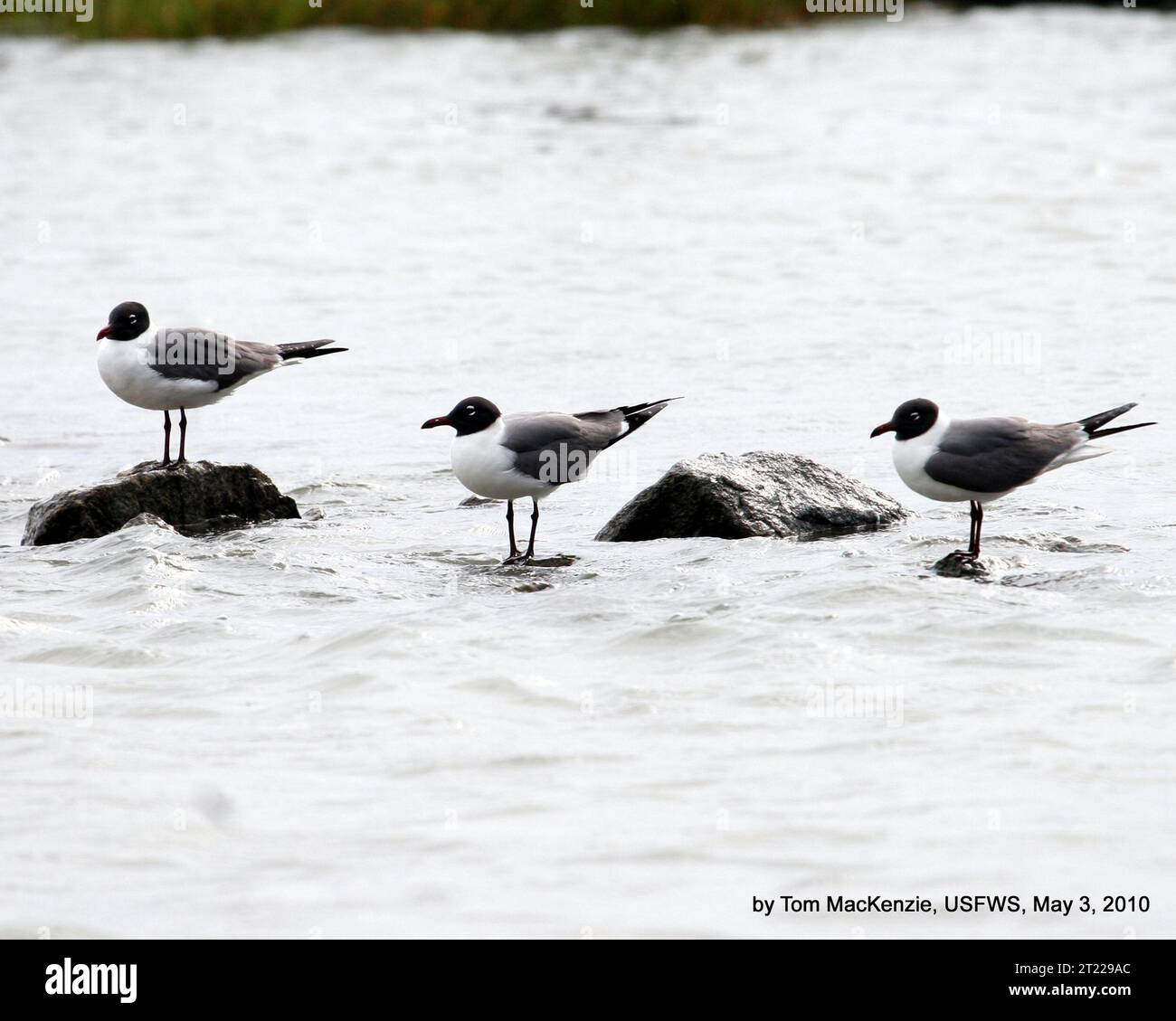 Gabbiani che ridono riposano sulle rocce nelle acque costiere poco profonde al Breton National Wildlife Refuge, Louisiana, un'area monitorata durante la fuoriuscita di petrolio Deepwater Horizon. Foto Stock