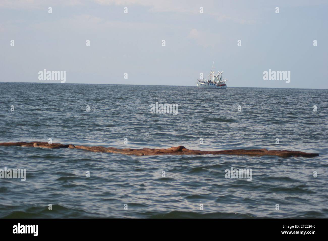 Un boom bagnato da petrolio galleggia liberamente nelle acque vicino al Breton Island National Wildlife Refuge, Louisiana. Questo boom fa parte dello sforzo di pulizia delle fuoriuscite di Deepwater Horizon Oil, ma rappresenta un rischio continuo per la fauna selvatica dell'area. Foto Stock