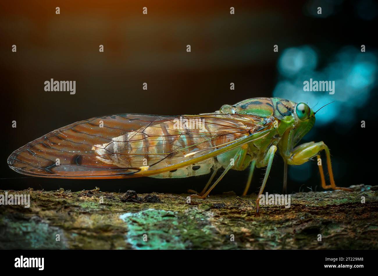 primo piano macro estremo del cricket Foto Stock