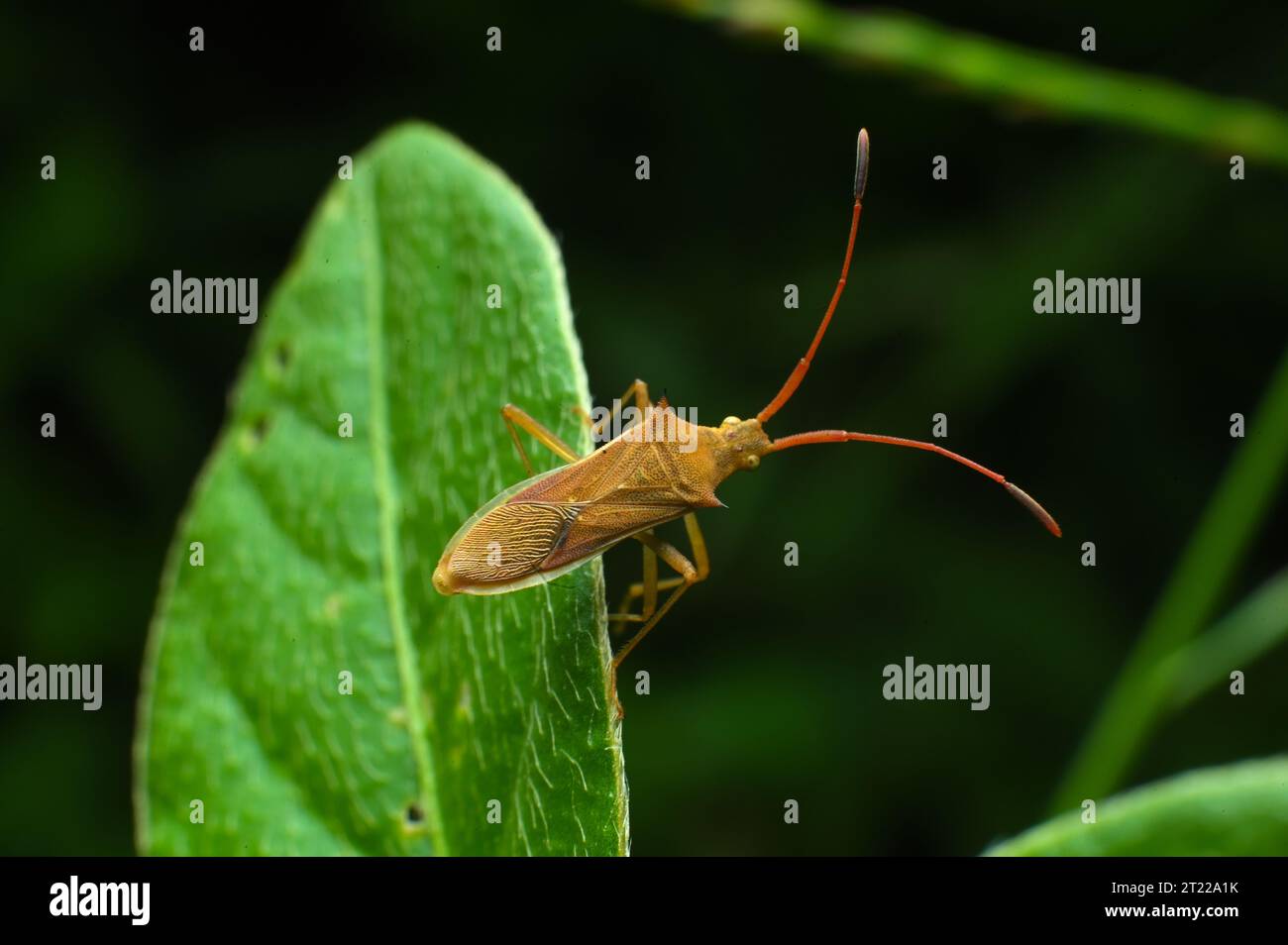 Immagini macro ravvicinate estreme di insetti Foto Stock