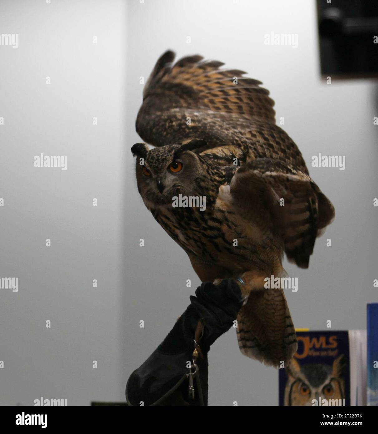 Un grande gufo dalle corna fa parte di una mostra di uccelli dal vivo presso l'Annual Fishing Derby dello U.S. Fish and Wildlife Service di Hadley, Massachusetts. Questo evento mette in mostra vari rapaci, offrendo opportunità educative al pubblico. Il gufo, noto per i suoi caratteristici ciuffi e il richiamo di caccia, funge da punto focale per l'educazione ambientale sulla conservazione degli uccelli. Foto Stock