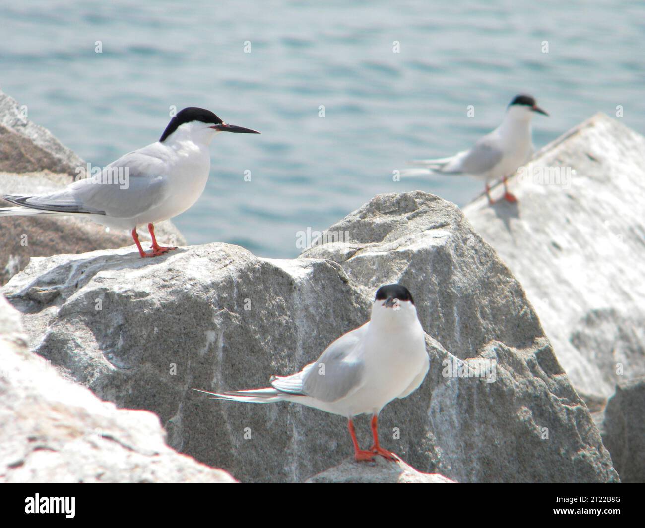Due Sterne roseate si trovano su una roccia a Great Gull Island, New York, parte di una popolazione di uccelli marini in pericolo di estinzione che nidifica lungo la costa atlantica. Foto Stock