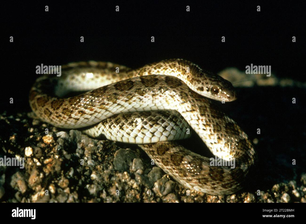 Il Serpente lucido è una piccola specie non velenosa che si trova negli habitat desertici e prati. Nota per le sue scaglie lisce e lucide, è spesso attiva di notte e si nutre di piccoli mammiferi e lucertole. Foto Stock