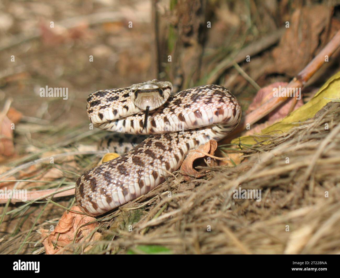 Il Gopher Snake è una grande specie non velenosa diffusa in tutto il Nord America. È spesso confuso con il serpente a sonagli a causa del suo aspetto simile, ma manca di un sonaglino. Foto Stock