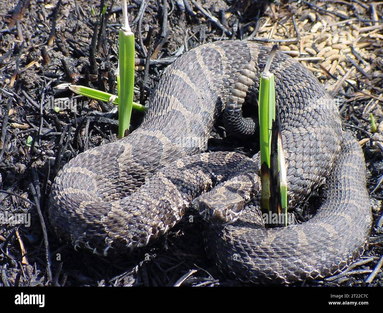 Un serpente prende il sole in un'area bruciata presso lo Squaw Creek National Wildlife Refuge, mostrando come la fauna selvatica si adatta agli ambienti post-incendio. Questa immagine fa parte del recupero della fauna selvatica dopo gli eventi di incendio. Foto Stock