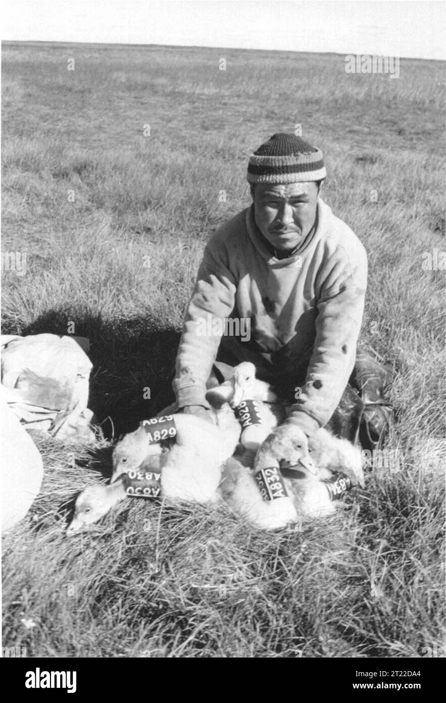 Jack Paniyak sta legando cignette nel Delta dello Yukon, Alaska, come parte di un progetto per monitorare le popolazioni di uccelli acquatici e monitorarne la migrazione. Foto Stock
