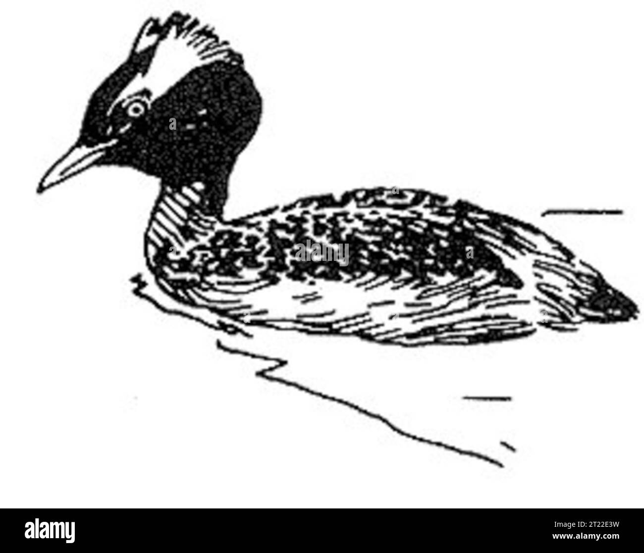 Il Grebe cornuto (Podiceps auritus) è un piccolo uccello d'acqua noto per il suo straordinario piumaggio e le caratteristiche piume della testa nera. Si trova spesso nei laghi e negli stagni delle regioni settentrionali. Foto Stock