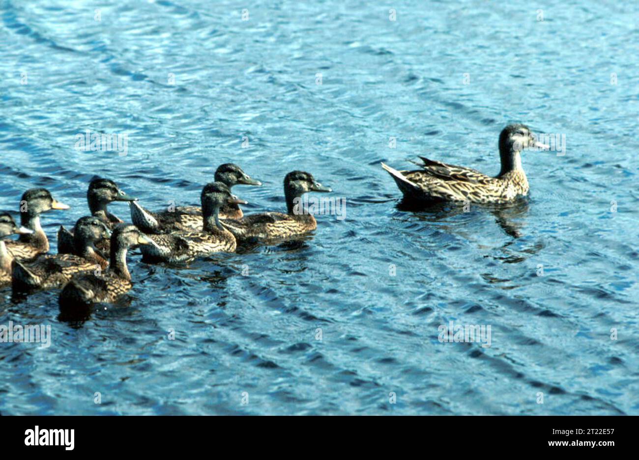 Un'anatra domestica galleggia in acque calme. La specie è caratterizzata dalla testa verde del maschio, dal becco giallo e dal distintivo cerotto di ala blu, comune in tutte le zone umide del Nord America. Foto Stock