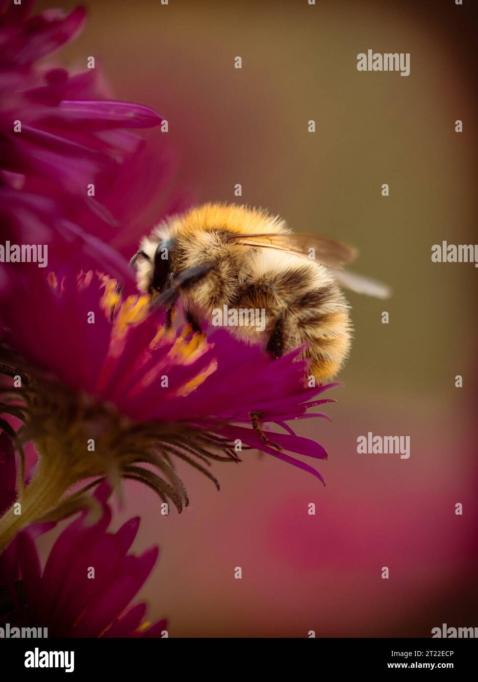 Eine Honigbiene auf einer pinken Blume beim Blütenstaub sammeln. Foto Stock
